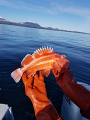 Sebastes ruberrimus