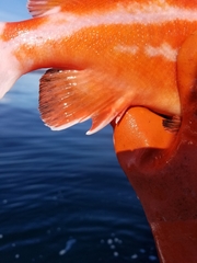 Sebastes ruberrimus