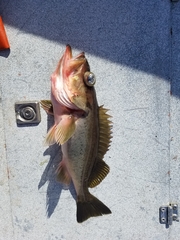 Sebastes brevispinis