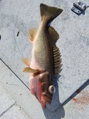 Sebastes brevispinis