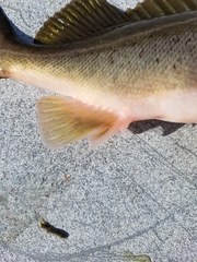 Sebastes brevispinis