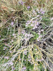 Phacelia tanacetifolia