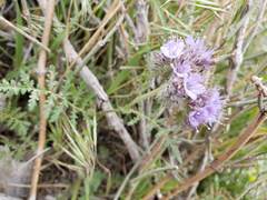 Phacelia tanacetifolia