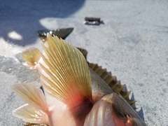 Sebastes brevispinis