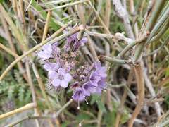 Phacelia tanacetifolia