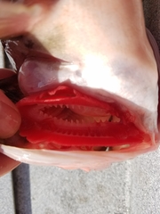 Sebastes brevispinis