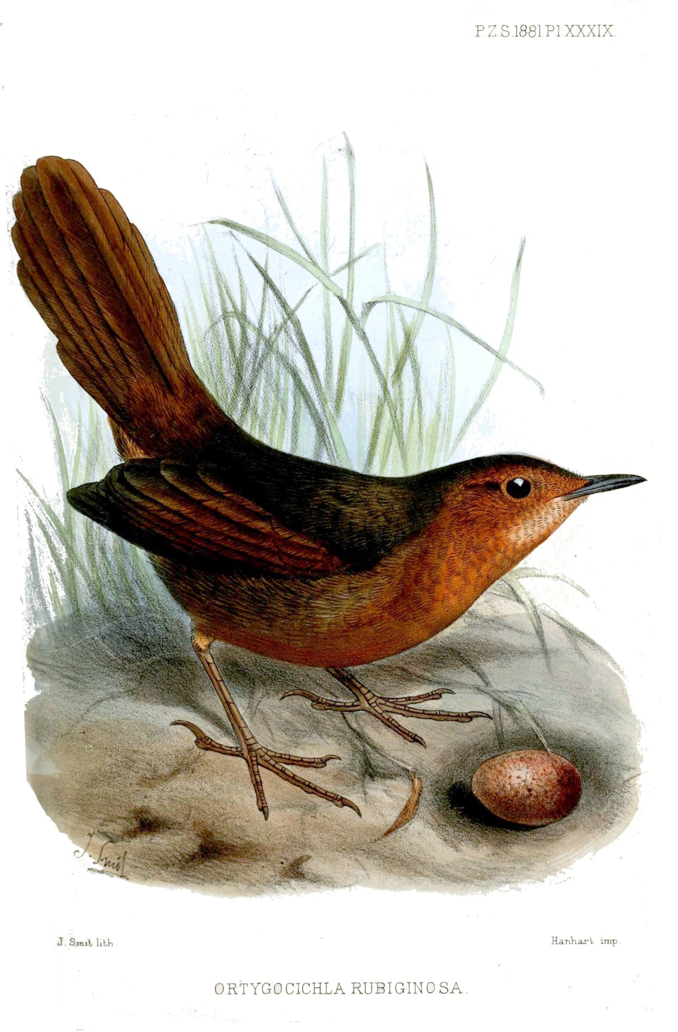 Rusty Thicketbird illustration