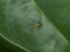 Condylostylus graenicheri