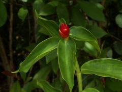 Costus woodsonii