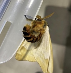 Ormiscodes amphimone