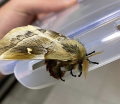 Ormiscodes amphimone