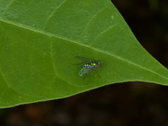 Condylostylus pruinosus