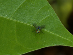 Condylostylus pruinosus