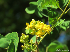 Libidibia ferrea ferrea