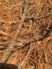 Sceloporus subniger
