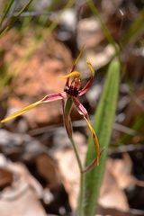 Caladenia arrecta