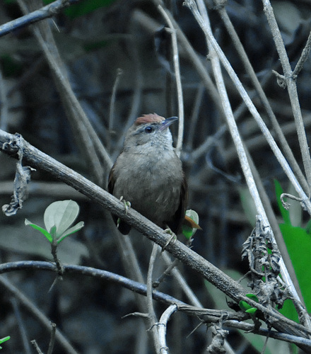 Cranioleuca curtata