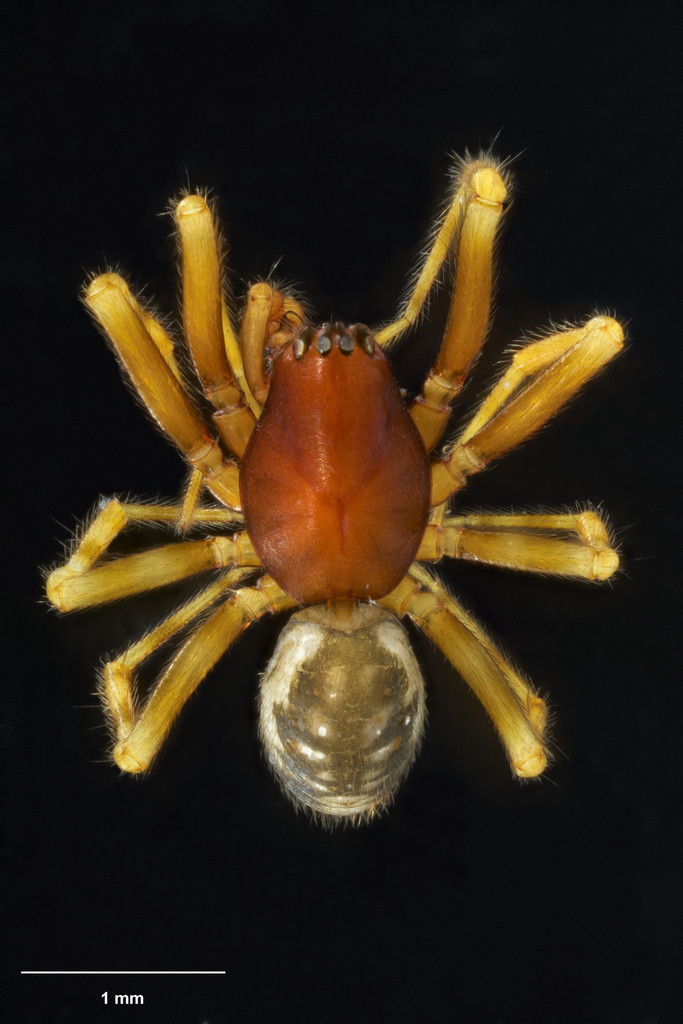 Metamynoglenes ngongotaha