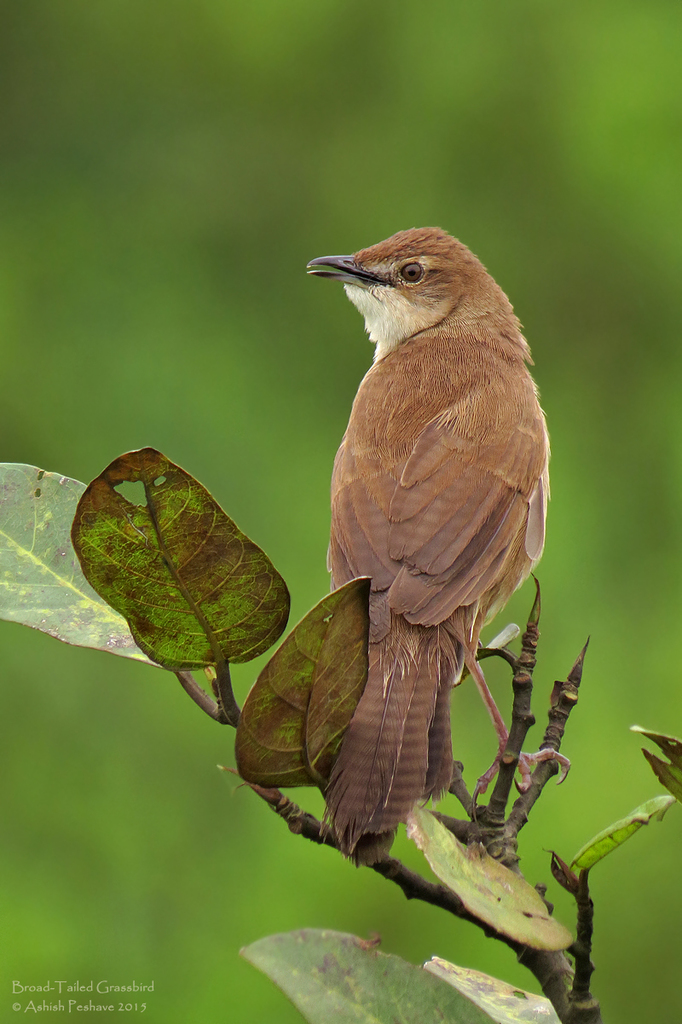 Broad-tailed Grassbird photo