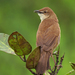 Broad-tailed Grassbird - Photo (c) Peshaveas, some rights reserved (CC BY-SA)