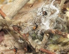 Latrodectus curacaviensis