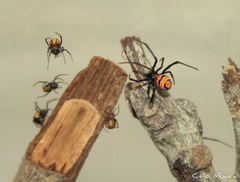 Latrodectus curacaviensis