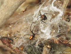 Latrodectus curacaviensis