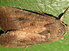 Sarcopolia illoba