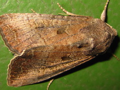 Sarcopolia illoba