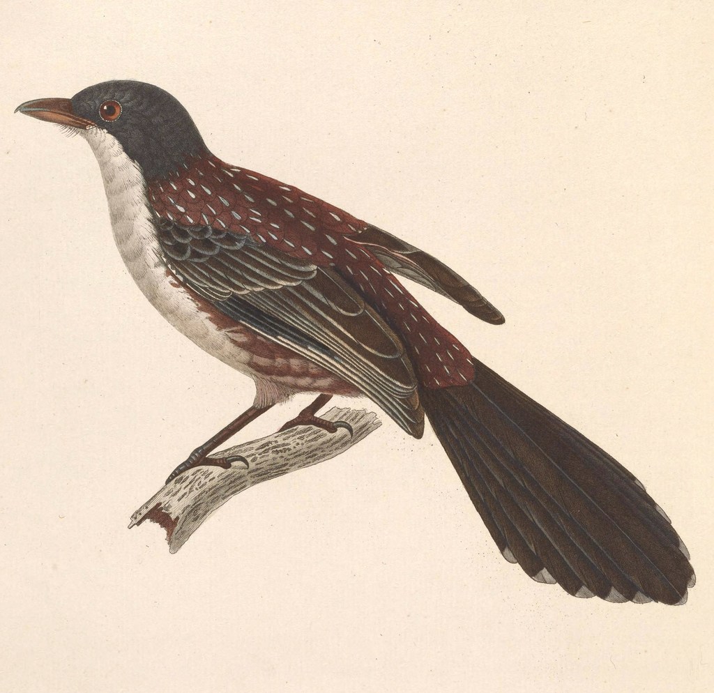 Spotted Crocias