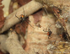 Latrodectus curacaviensis