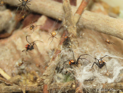 Latrodectus curacaviensis