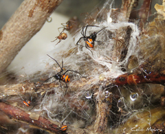 Latrodectus curacaviensis