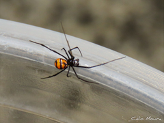 Latrodectus curacaviensis