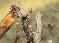 Latrodectus curacaviensis