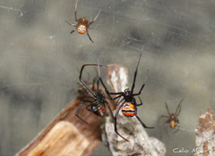 Latrodectus curacaviensis