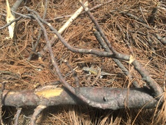 Sceloporus subniger