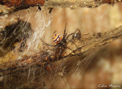Latrodectus curacaviensis