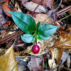 Crawfurdia trinervis