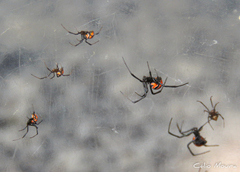 Latrodectus curacaviensis
