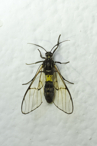 Argyroeides placida