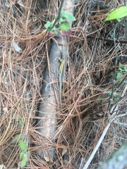 Sceloporus subniger
