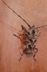 Dryoctenes scrupulosus