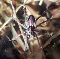 Pardosa modica