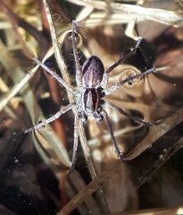 Pardosa modica