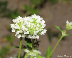 Diacrodon compressus