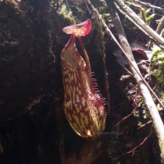 Nepenthes spectabilis