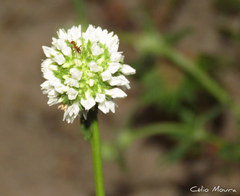 Diacrodon compressus