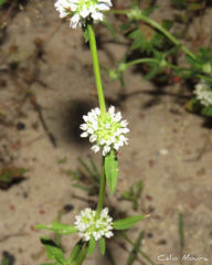 Diacrodon compressus