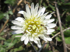 Taraxacum coreanum